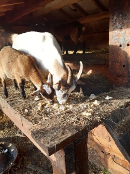 Boerderijklas 202122_96