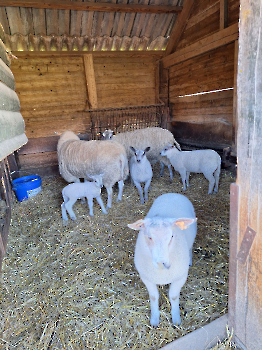 Boerderijklassen deel 1_104