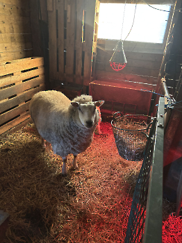 Boerderijklassen deel 3_190