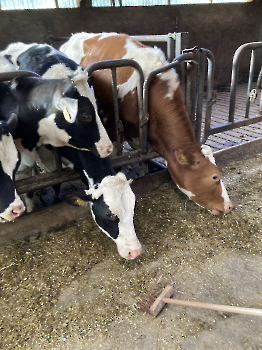 Boerderijklassen deel 4_97