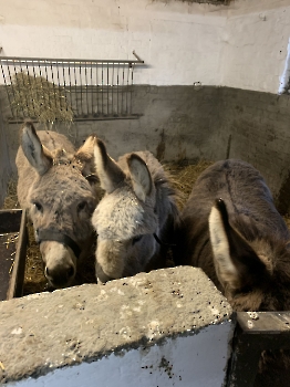 Boerderijklassen deel 2_155