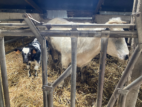 Boerderij deel 3_132