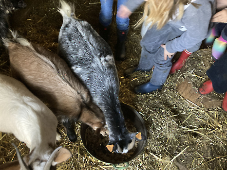 Boerderij deel 3_161