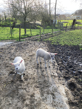 Boerderij deel 3_21