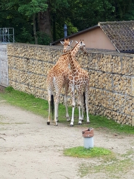 Planckendael 2019_299